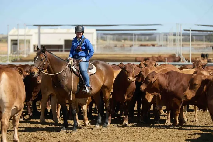Working on a Feedlot in Australia: Jobs, Skills and What to Expect