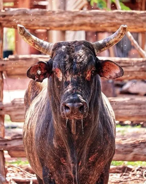 Who’s a Pretty Boy Then? The Story Behind Mickey Bulls