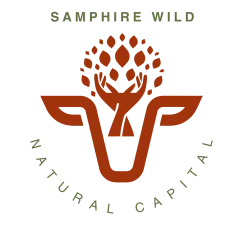 Samphire Wild
